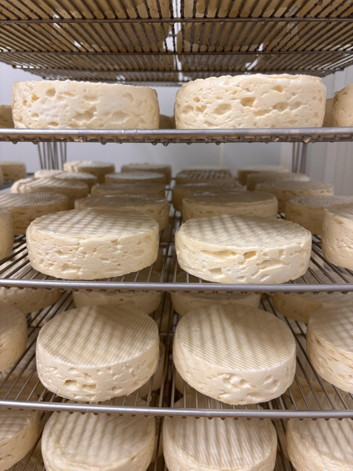 Fromages en cours d'affinage sur claies en hâloir