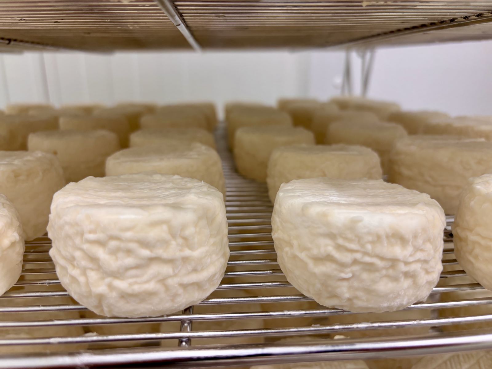 Fromages lactiques en cours d'affinage sur claies grillagées en hâloir
