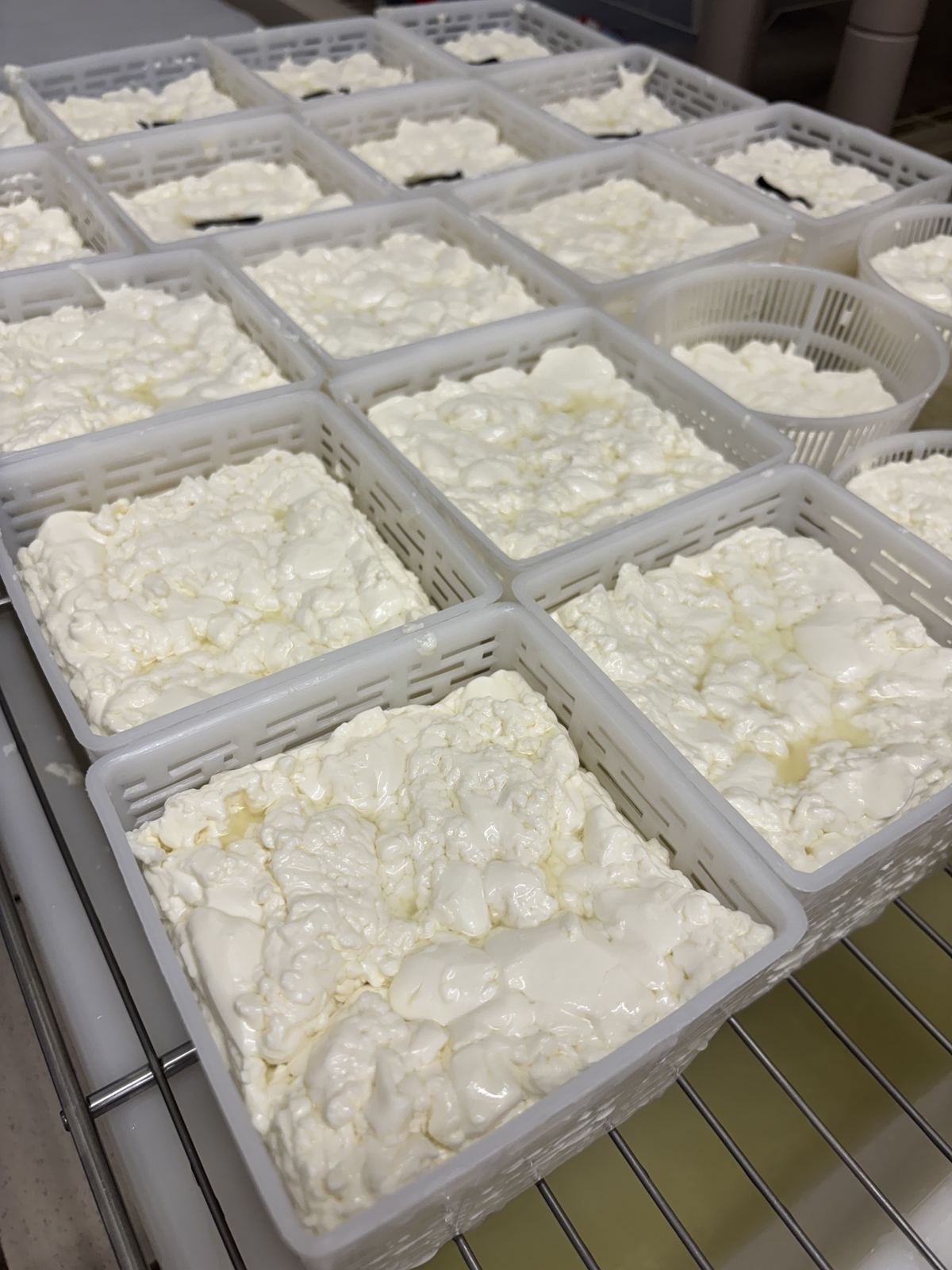 Caillé de pâte molle moulé dans des faisselles carrées, en cours d'égouttage sur grille inox