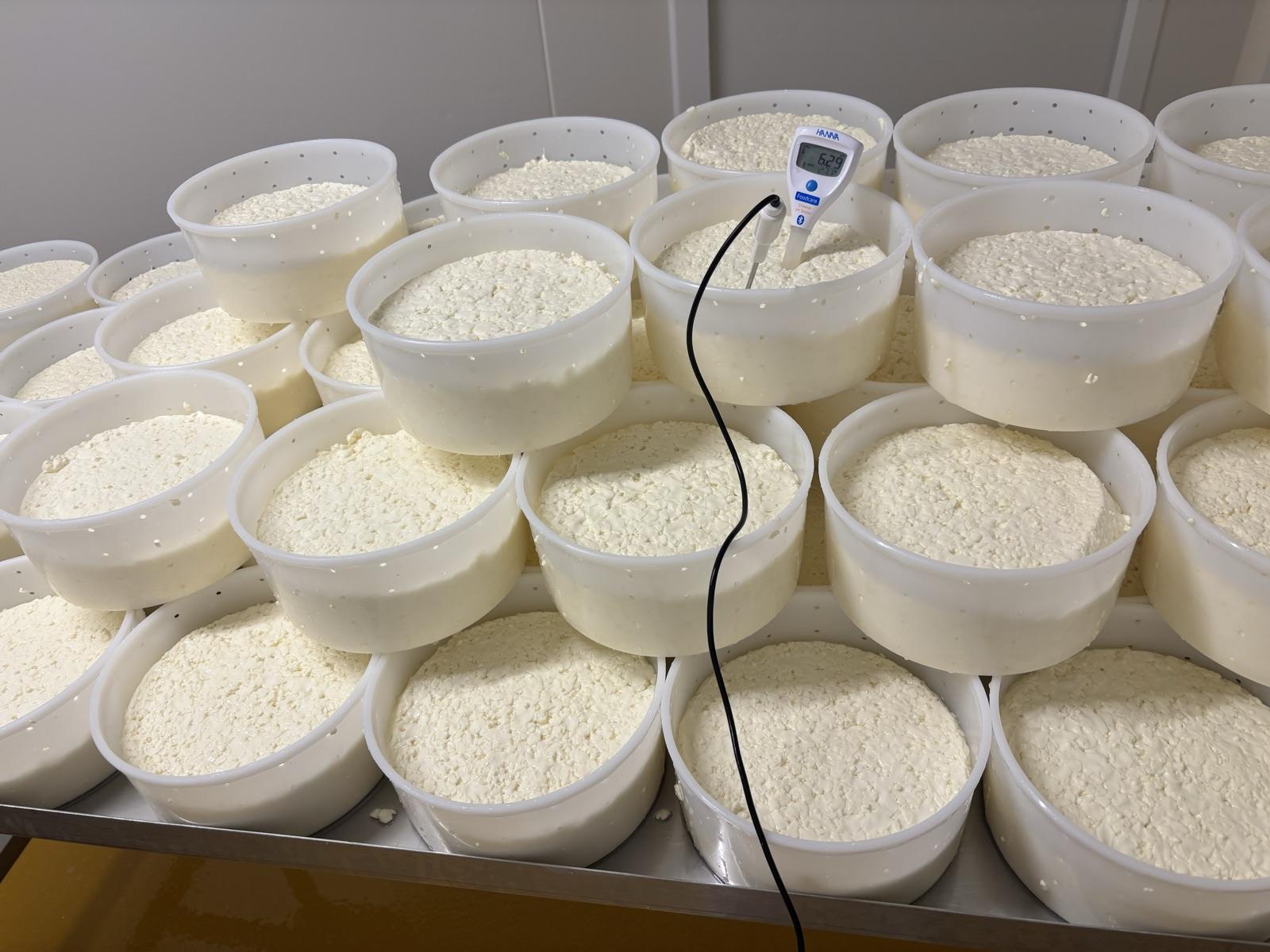 Moules de fromage en cours d'égouttage, sonde de température plantée dans le caillé